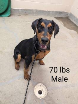 Rescue Doberman Pinscher Dogs for Adoption in Amarillo, Texas - Drake | PetCurious