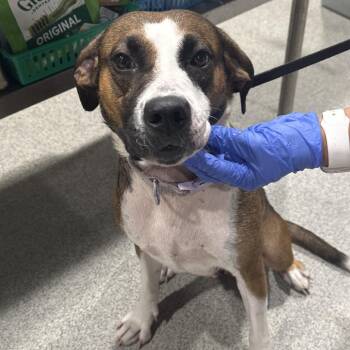Cassie -  Black Mouth Cur and American Foxhound Dog for Adoption in Tampa, Florida - Cassie | PetCurious