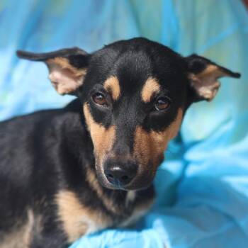 PEPE -  Chihuahua Dog for Adoption in San Antonio, Texas - PEPE | PetCurious