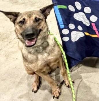 KYLA -  German Shepherd Dog and Mixed Breed Dog for Adoption in Houston, Texas - KYLA | PetCurious