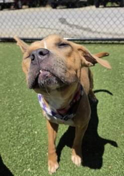 Mixed Breed Dogs Available for Adoption in West Chester, Pennsylvania - Bugsy | PetCurious