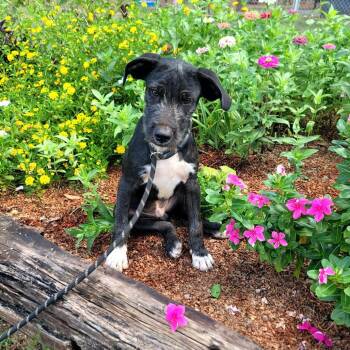 Dudley -  Schnauzer and Coonhound Dog for Adoption in New Orleans, Louisiana - Dudley | PetCurious