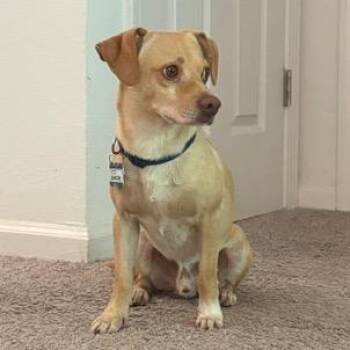 Samoon -  Beagle and Mixed Breed Dog for Adoption in Wake Forest, North Carolina - Samoon | PetCurious