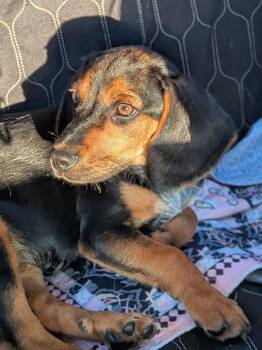 Dale -  Beagle Dog for Adoption in Tulsa, Oklahoma - Dale | PetCurious