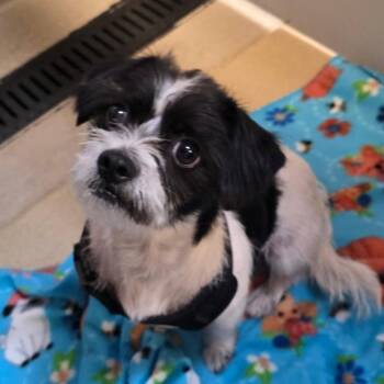 Rockett -  Chihuahua and Mixed Breed Dog for Adoption in Bismarck, North Dakota - Rockett | PetCurious