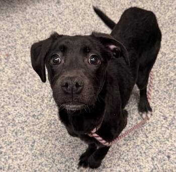 Labrador Retriever Dogs Available for Adoption - Barry | PetCurious