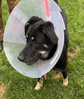 German Shepherd Dog Dogs Available for Adoption in Vancouver, Washington - Dexter | PetCurious
