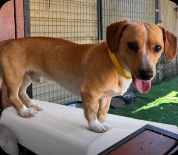 Rolex -  Dachshund Dog for Adoption in Ramona, California - Rolex | PetCurious