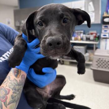 Nicole -  Pit Bull Terrier and Mixed Breed Dog for Adoption in Indianapolis, Indiana - Nicole | PetCurious