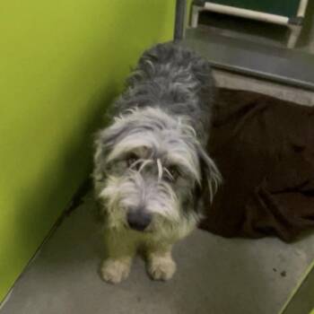 Rip -  Australian Shepherd and Sheep Dog Dog for Adoption in Spokane, Washington - Rip | PetCurious