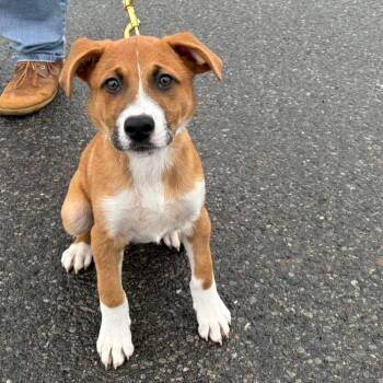 Labrador Retriever Dogs Available for Adoption - Cinnamon | PetCurious