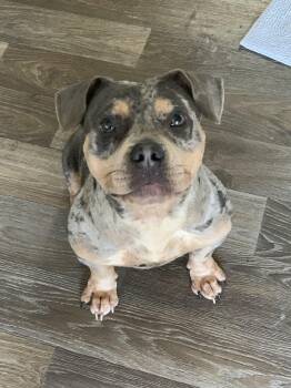 Rescue American Bully Dogs for Adoption in Holly Springs, Mississippi - Wren | PetCurious