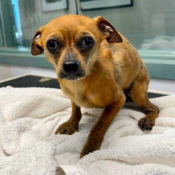 Pablo -  Chihuahua Dog for Adoption in Oakland, California - Pablo | PetCurious
