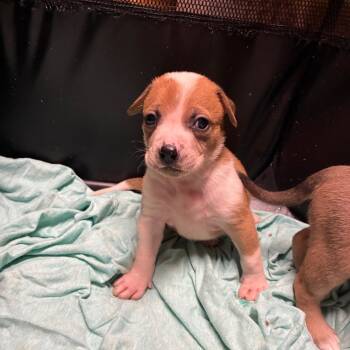 Rescue Shepherd and Mixed Breed Dogs for Adoption in Marshall, Texas - Chance | PetCurious