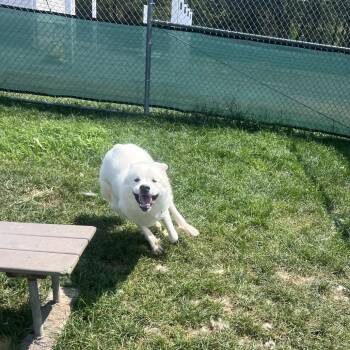Alaska -  Great Pyrenees Dog for Adoption in Harrisonburg, Virginia - Alaska | PetCurious