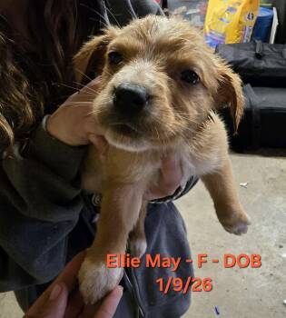 Australian Cattle Dog Blue Heeler and Beagle Dogs Available for Adoption - Ellie May | PetCurious