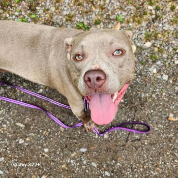 Pit Bull Terrier Dogs Available for Adoption in Powell, Tennessee - Juliette  | PetCurious