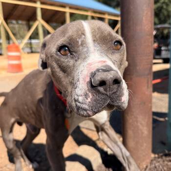Jack -  Pit Bull Terrier Dog for Adoption in Columbia, South Carolina - Jack | PetCurious