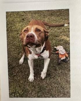 Mixed Breed Dogs Available for Adoption in Palm Coast, Florida - Tracker | PetCurious