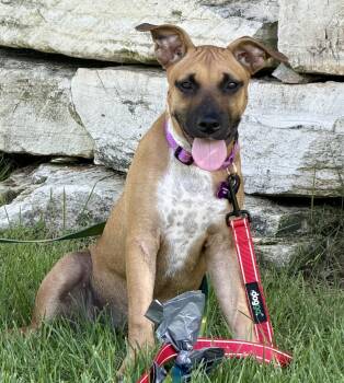 Willow -  Boxer Dog for Adoption in Bryan, Texas - Willow | PetCurious