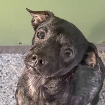Cass -  Chihuahua and Mixed Breed Dog for Adoption in Emporia, Kansas - Cass | PetCurious