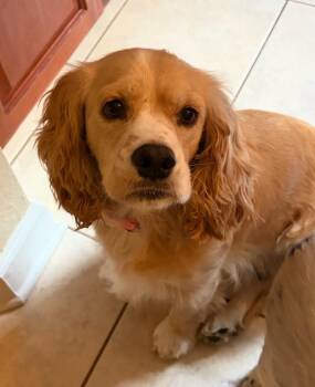 Lady Bird -  Cocker Spaniel Dog for Adoption in Austin, Texas - Lady Bird | PetCurious
