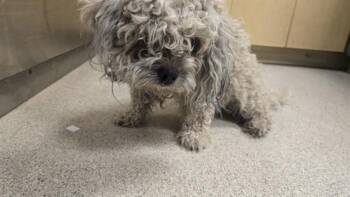Poodle Dogs Available for Adoption in Riverside, California - COLUMBO | PetCurious