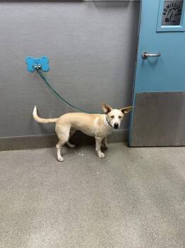 POLAR BEAR -  Siberian Husky and Pit Bull Terrier Dog for Adoption in Las Vegas, Nevada - POLAR BEAR | PetCurious