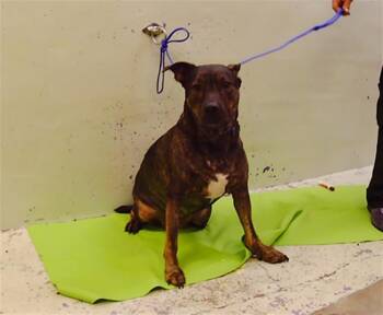 LUCKY -  Staffordshire Bull Terrier and Mixed Breed Dog for Adoption in Houston, Texas - LUCKY | PetCurious