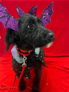 Poodle and Mixed Breed Dogs Available for Adoption - Ragu | PetCurious