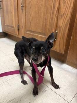 Chihuahua and Mixed Breed Dogs Available for Adoption in Lowell, Massachusetts - Stripe | PetCurious