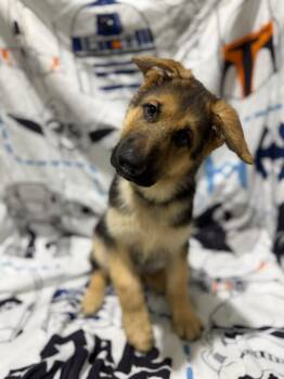 Bentley -  German Shepherd Dog Dog for Adoption in Glendale, Arizona - Bentley | PetCurious