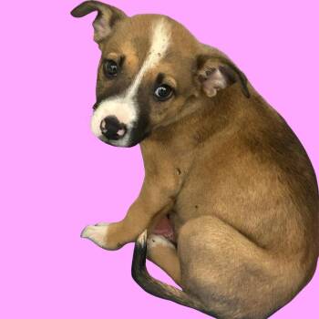 Sweet Pea -  Mixed Breed Dog for Adoption in Blue Ridge, Georgia - Sweet Pea | PetCurious