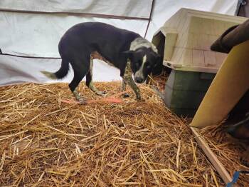 Australian Cattle Dog Blue Heeler Dogs Available for Adoption in Paso Robles, California - Heidi | PetCurious