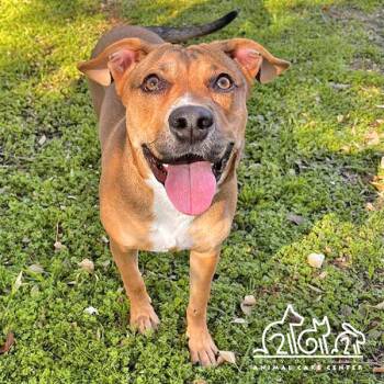 Pit Bull Terrier Dogs Available for Adoption - CLOVE | PetCurious