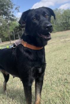 Renee -  Shepherd and Mixed Breed Dog for Adoption in San Antonio, Texas - Renee | PetCurious