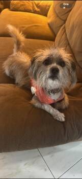 Mixed Breed Dogs Available for Adoption in Fort Lauderdale, Florida - Scout | PetCurious