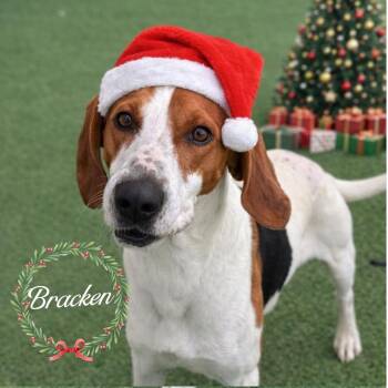 Hound Dogs Available for Adoption in Loxahatchee Groves, Florida - Bracken 9276 | PetCurious