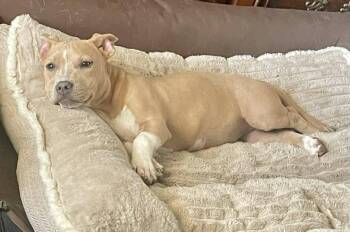 American Bulldog Dogs Available for Adoption in Blountstown, Florida - Bitsy | PetCurious