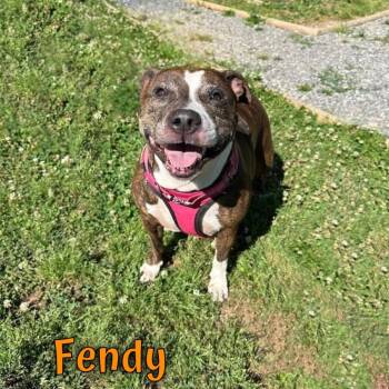 Fendy -  Pit Bull Terrier and Hound Dog for Adoption in Oak Ridge, Tennessee - Fendy | PetCurious