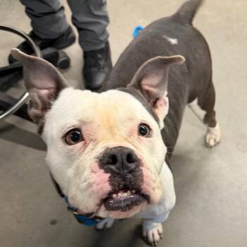 Taki (Fatboy) -  Terrier Dog for Adoption in Tampa, Florida - Taki (Fatboy) | PetCurious