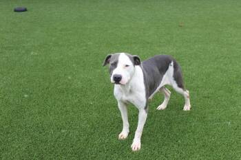 Pit Bull Terrier and Mixed Breed Dogs Available for Adoption in Jackson, Tennessee - Bellamy | PetCurious