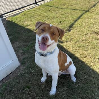 Rescue American Staffordshire Terrier Dogs for Adoption in Daphne, Alabama - Chuck | PetCurious