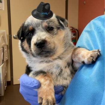 Mixed Breed Dogs Available for Adoption in Flagstaff, Arizona - Fedora | PetCurious