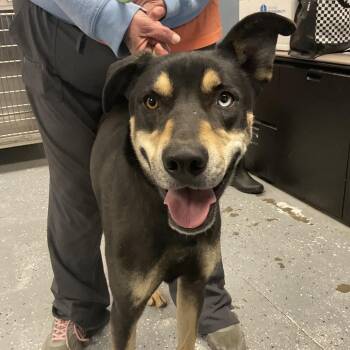 German Shepherd Dog Dogs Available for Adoption in Saint Joseph, Missouri - Moose | PetCurious