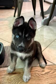 Baloo -  Shepherd Dog for Adoption in Richmond, Virginia - Baloo | PetCurious
