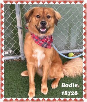 Golden Retriever Dogs Available for Adoption in Marietta, Georgia - BODIE | PetCurious