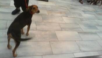 POLLY -  Mixed Breed Dog for Adoption in Charlotte, North Carolina - POLLY | PetCurious