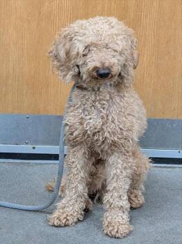 Poodle Dogs Available for Adoption - ALISTAIR | PetCurious