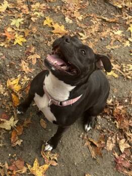 Rescue Mixed Breed Dogs for Adoption in West Chester, Pennsylvania - Dandelion | PetCurious